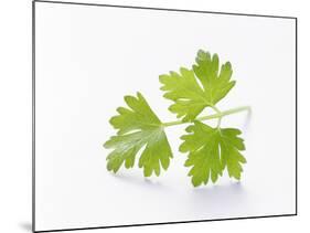 Cilantro-null-Mounted Photographic Print