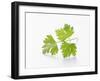 Cilantro-null-Framed Photographic Print