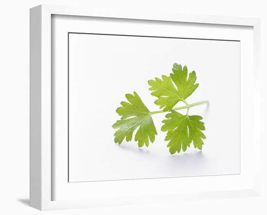 Cilantro-null-Framed Photographic Print