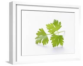 Cilantro-null-Framed Photographic Print