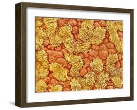 Cilia and mucous cells of oviduct (rat)-Micro Discovery-Framed Premium Photographic Print