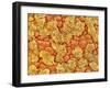 Cilia and mucous cells of oviduct (rat)-Micro Discovery-Framed Premium Photographic Print