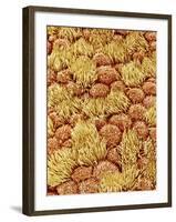 Cilia and mucous cells of oviduct (rat)-Micro Discovery-Framed Photographic Print