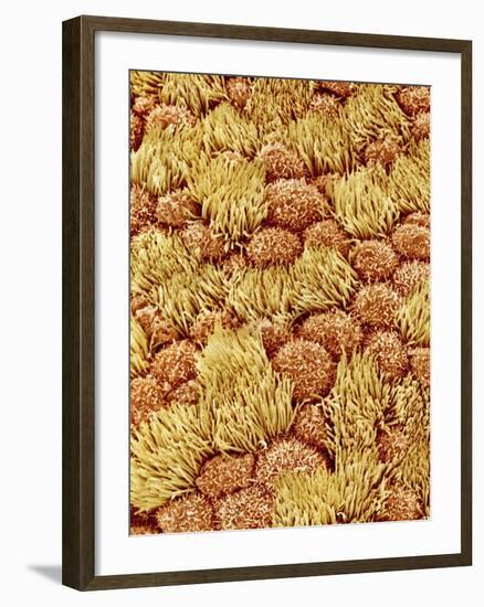 Cilia and mucous cells of oviduct (rat)-Micro Discovery-Framed Photographic Print