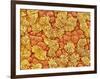 Cilia and mucous cells of oviduct (rat)-Micro Discovery-Framed Photographic Print