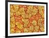 Cilia and mucous cells of oviduct (rat)-Micro Discovery-Framed Photographic Print