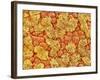 Cilia and mucous cells of oviduct (rat)-Micro Discovery-Framed Photographic Print