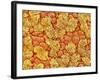 Cilia and mucous cells of oviduct (rat)-Micro Discovery-Framed Photographic Print