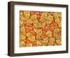 Cilia and mucous cells of oviduct (rat)-Micro Discovery-Framed Photographic Print