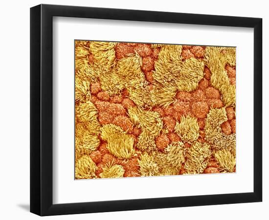 Cilia and mucous cells of oviduct (rat)-Micro Discovery-Framed Photographic Print