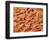 Cilia of the Inner Ear of a Rabbit-Micro Discovery-Framed Photographic Print