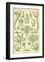 Ciliata - Scheiben-Strahlinge - Heliodiscus-null-Framed Giclee Print