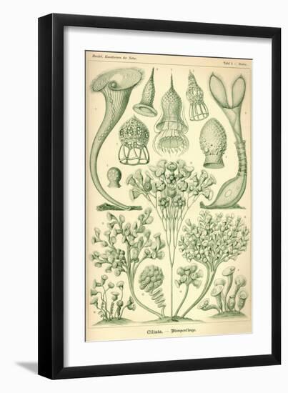 Ciliata - Scheiben-Strahlinge - Heliodiscus-null-Framed Giclee Print