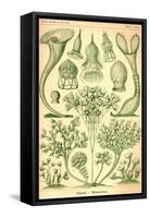 Ciliata-Ernst Haeckel-Framed Stretched Canvas