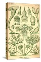 Ciliata-Ernst Haeckel-Stretched Canvas