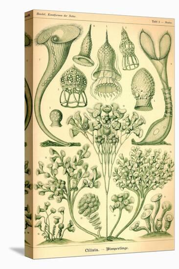 Ciliata-Ernst Haeckel-Stretched Canvas
