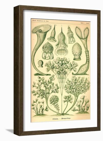 Ciliata-Ernst Haeckel-Framed Art Print