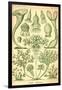 Ciliata-Ernst Haeckel-Framed Art Print