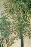 Madonna of the Orange Tree-Cima da Conegliano-Mounted Giclee Print