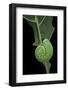 Cimbex Femoratus (Birch Sawfly) - Larva (False Caterpillar)-Paul Starosta-Framed Photographic Print