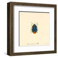 Cimex Oleraceus-A^ Poiteau-Framed Art Print