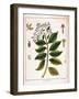 Cinchona (Jesuit's or Peruvian Bar) 1795-null-Framed Giclee Print