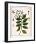 Cinchona (Jesuit's or Peruvian Bar) 1795-null-Framed Giclee Print