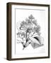 Cinchona Plant-null-Framed Art Print