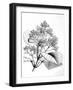 Cinchona Plant-null-Framed Art Print