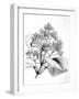 Cinchona Plant-null-Framed Art Print