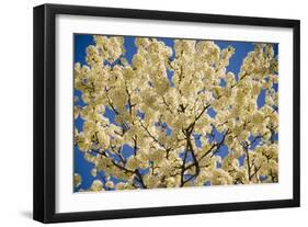 Cincinnati, Ohio, USA-Anna Miller-Framed Photographic Print