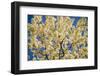 Cincinnati, Ohio, USA-Anna Miller-Framed Photographic Print