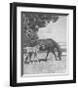 Cinderella with Warrior-Sir Alfred Munnings-Framed Premium Giclee Print