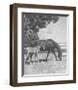 Cinderella with Warrior-Sir Alfred Munnings-Framed Premium Giclee Print