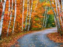 Autumn Trees Lining Country Road-Cindy Kassab-Photographic Print