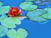 Lily Pads and Flower Blossom-Cindy Kassab-Photographic Print