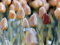 Colorful Tulip Field-Cindy Kassab-Stretched Canvas