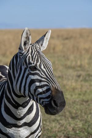 Africa, Kenya, Laikipia Plateau, Ol Pejeta Conservancy. Bruchell's zebra (Equus burchellii).