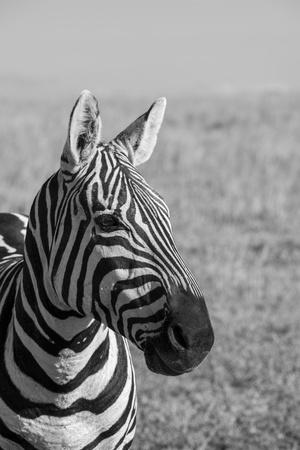 Africa, Kenya, Laikipia Plateau, Ol Pejeta Conservancy. Bruchell's zebra (Equus burchellii).