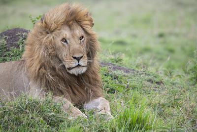 Africa, Kenya, Northern Serengeti Plains, Maasai Mara. Male lion