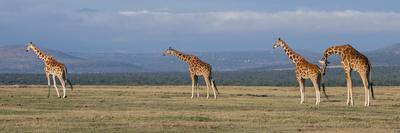 Africa, Kenya, Ol Pejeta Conservancy. Herd of Reticulated giraffe. Endangered species.