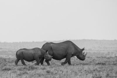 Africa, Kenya, Serengeti, Maasai Mara. Black rhinoceros, Critically endangered.