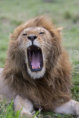 Africa, Kenya, Serengeti Plains, Maasai Mara. Male lion yawning.
