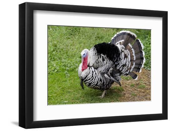 Premium Photographic Print, , large