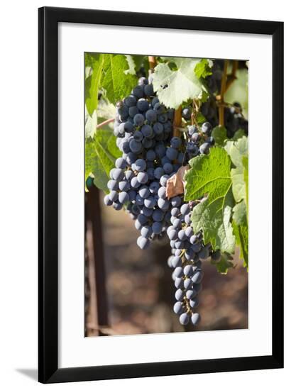 Framed Photographic Print, , large