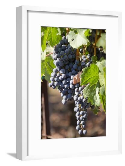 Framed Photographic Print, , large