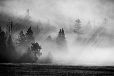 USA, Wyoming, Yellowstone National Park. Early morning fog with light rays through the trees.