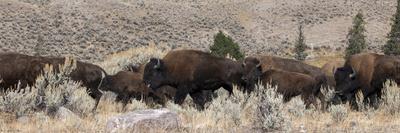 USA, Wyoming, Yellowstone National Park, Lamar Valley. Herd of American bison-Cindy Miller Hopkins-Photographic Print