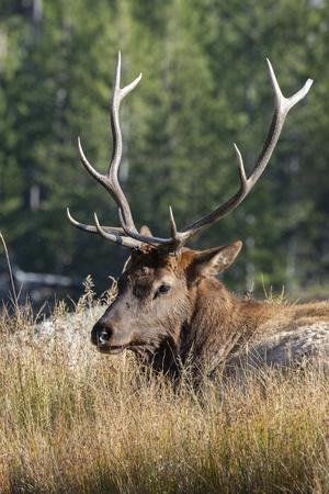 USA, Wyoming, Yellowstone National Park, Madison, Madison River. Male North American elk.