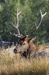 USA, Wyoming, Yellowstone National Park, Madison, Madison River. Male North American elk.-Cindy Miller Hopkins-Photographic Print